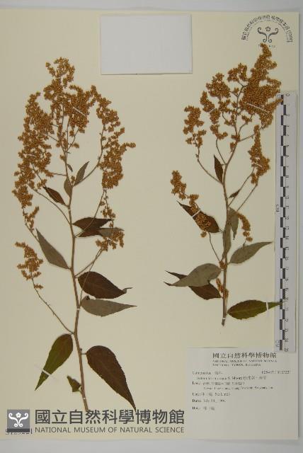 珍珠蒿、奇蒿藏品圖，第1張