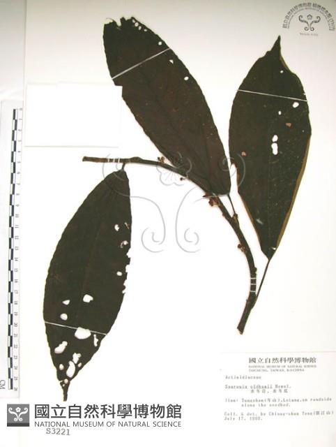 水冬瓜藏品圖，第1張