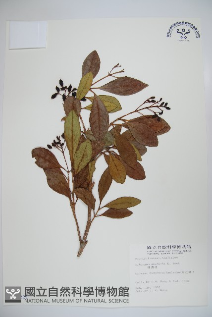 珊瑚樹藏品圖，第1張