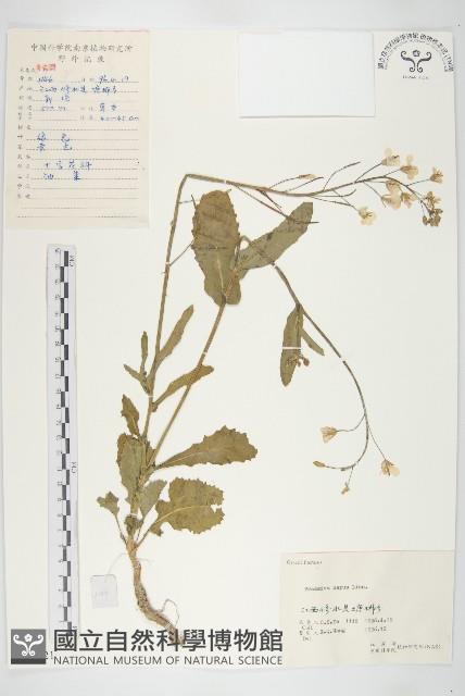 歐洲油菜藏品圖，第1張