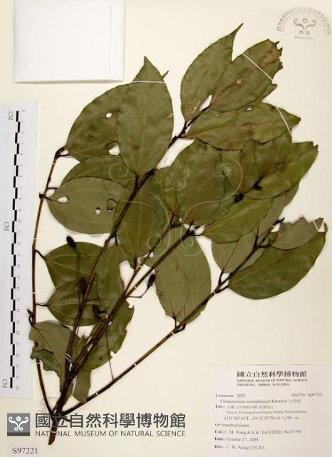 土肉桂藏品圖，第1張