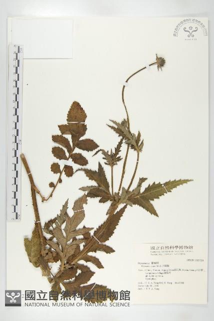 川續斷藏品圖，第1張