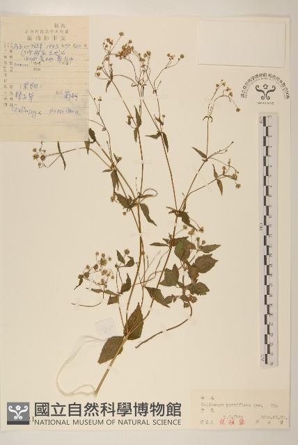 小米菊藏品圖，第1張