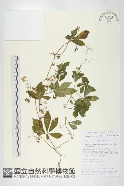 長葉絞股藍藏品圖，第1張