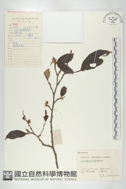 烏柿藏品圖，第1張