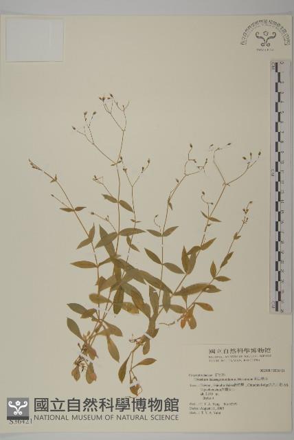 高山卷耳藏品圖，第1張