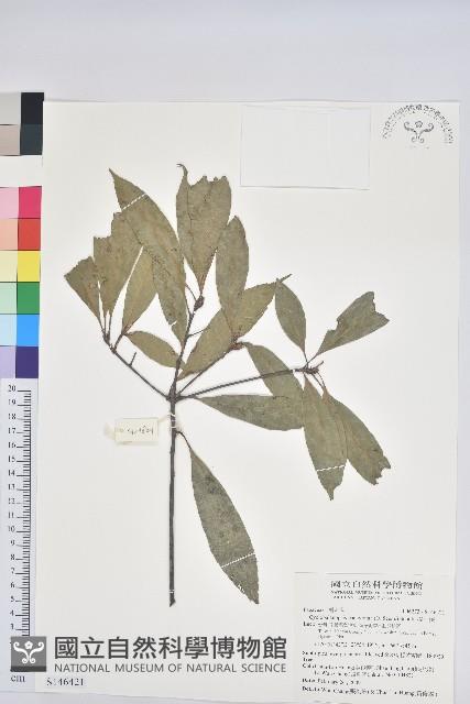 捲斗櫟藏品圖，第1張