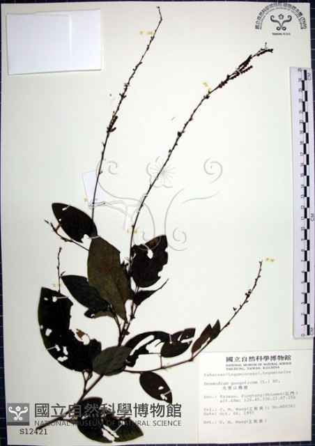 大葉山螞蝗藏品圖，第1張