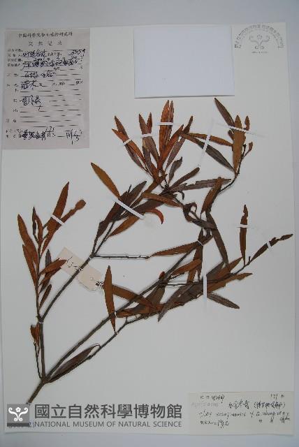 小金冬青藏品圖，第1張