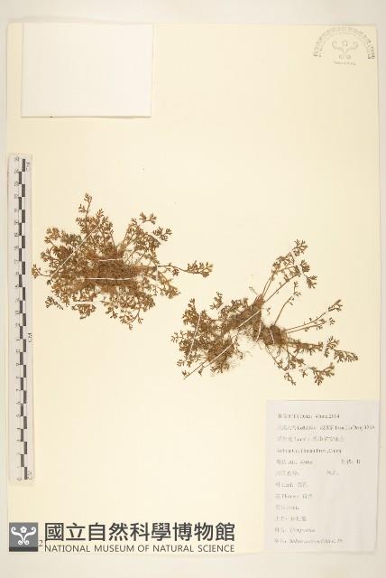 假吐金菊藏品圖，第1張