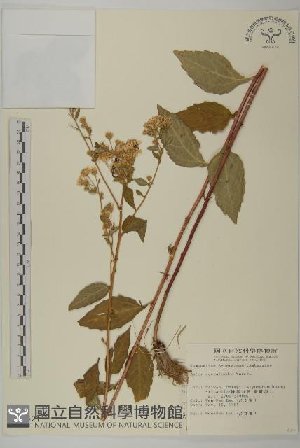 山白蘭藏品圖，第1張