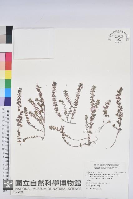 田代氏大戟藏品圖，第1張