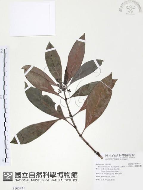 九節木、牛屎烏、青龍吐霧藏品圖，第1張