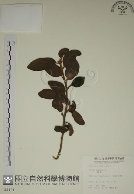 薜荔藏品圖，第1張