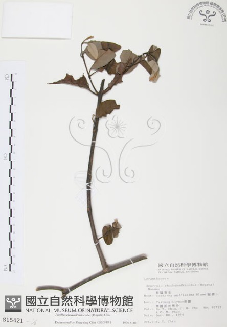 杜鵑桑寄生藏品圖，第1張