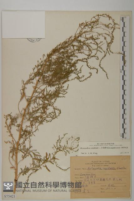 小葉藜藏品圖，第1張