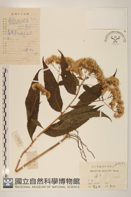 佩蘭、澤蘭藏品圖，第1張