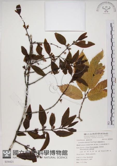 椆樹桑寄生, 大葉榿寄生藏品圖，第1張