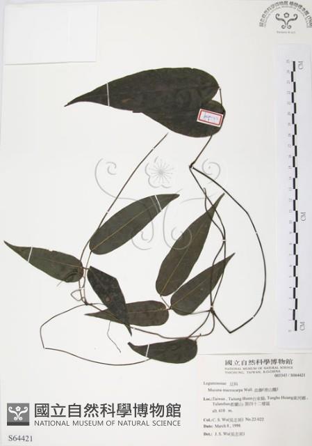 血藤、青山籠藏品圖，第1張