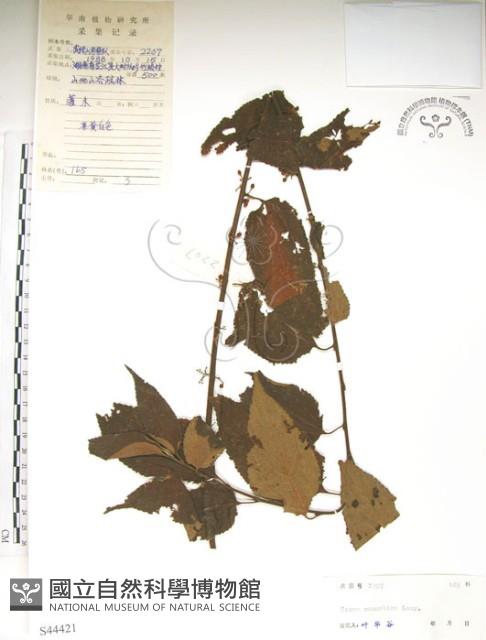 銳葉山黃麻藏品圖，第1張