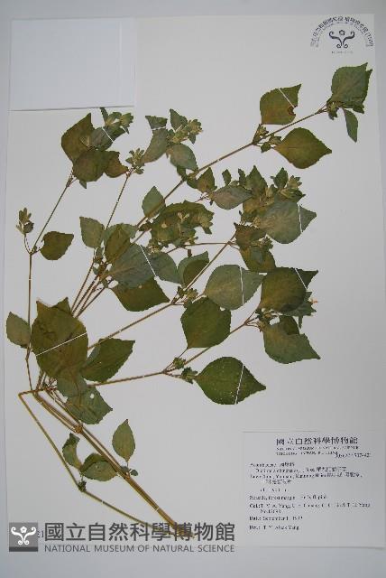 華九頭獅子草藏品圖，第1張