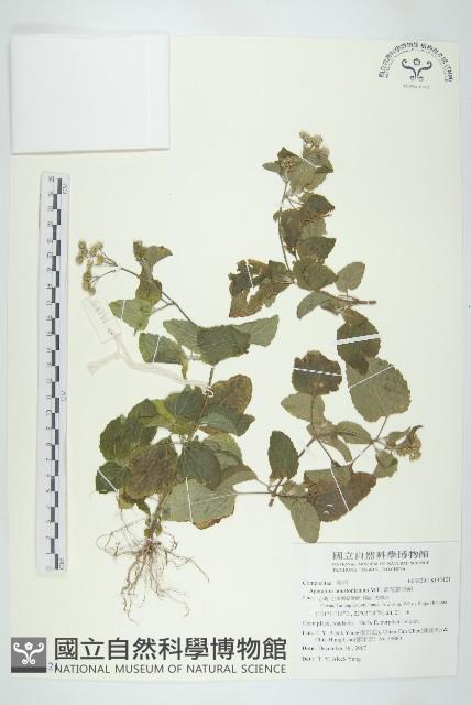 闊葉鴨舌黃舅藏品圖，第1張