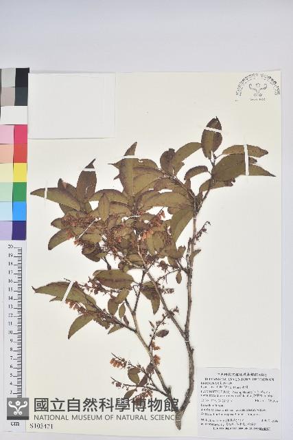 南燭藏品圖，第1張