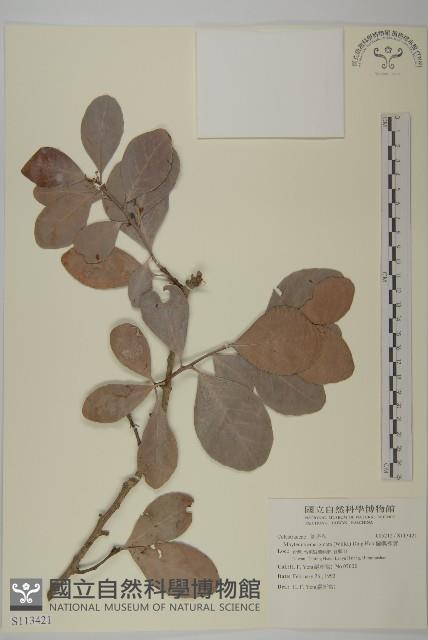 蘭嶼裸實藏品圖，第1張