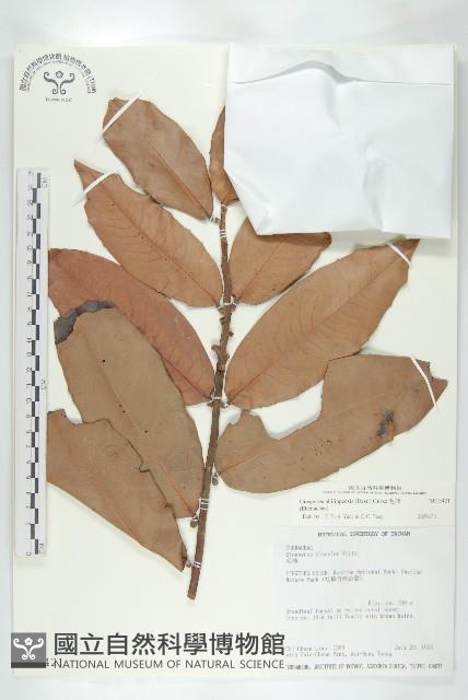 毛柿藏品圖，第1張