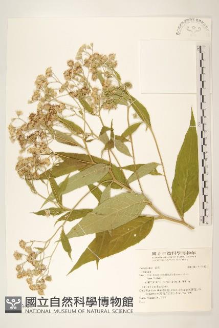 登錄號:S143421藏品圖，第1張