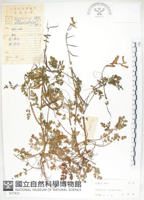 臺灣黃菫藏品圖，第1張