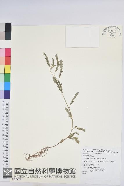 疣果葉下珠藏品圖，第1張