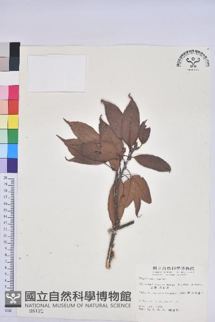 赤柯、赤椆、森氏櫟藏品圖，第1張