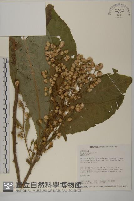 薄葉艾納香藏品圖，第1張