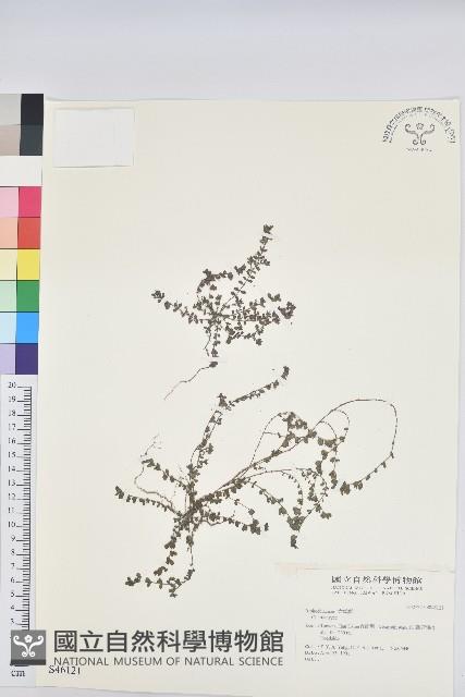 登錄號:S046121藏品圖，第1張