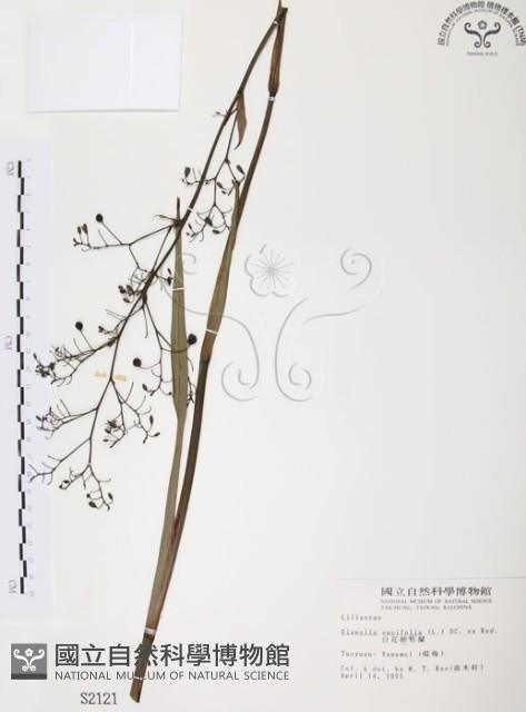 桔梗蘭藏品圖，第1張