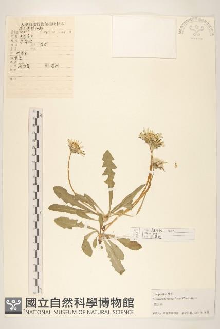 蒲公英藏品圖，第1張