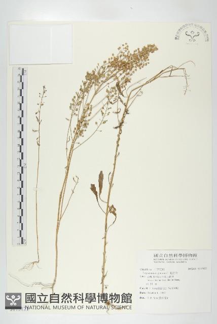 獨行菜藏品圖，第1張