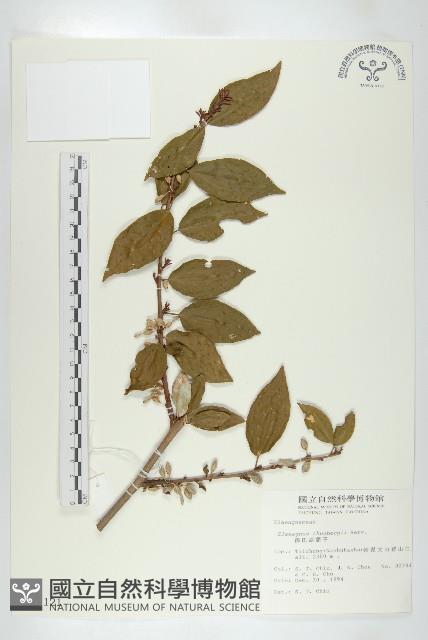 鄧氏胡頹子藏品圖，第1張