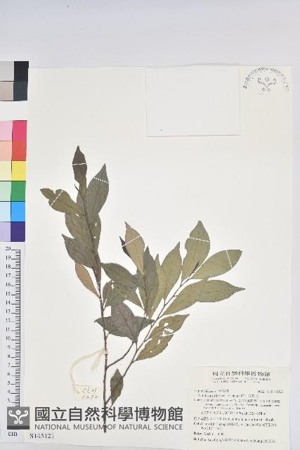 南仁五月茶藏品圖，第1張