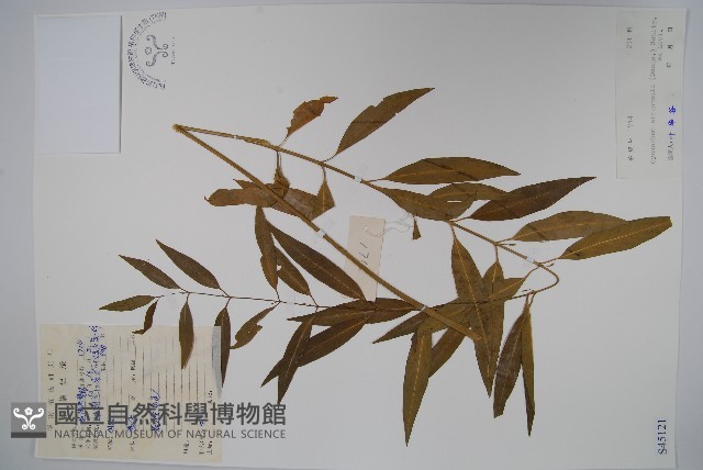 柳葉白前藏品圖，第1張