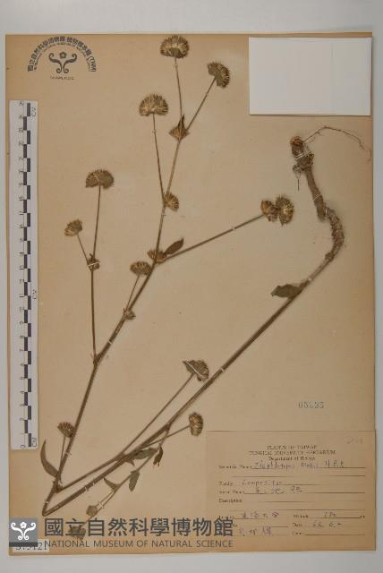 地膽草、毛蓮菜藏品圖，第1張