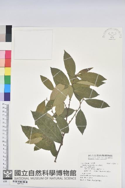 刺杜密藏品圖，第1張