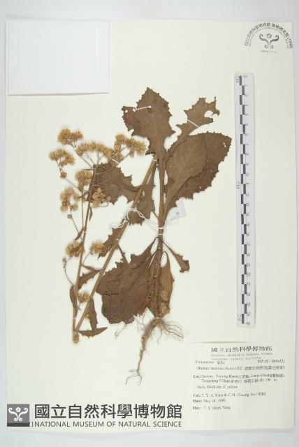 裂葉艾納香藏品圖，第1張