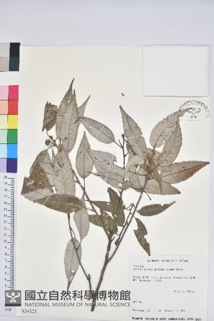 白背櫟藏品圖，第1張