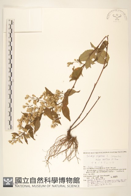 登錄號:S144121藏品圖，第1張