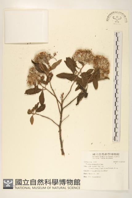 香闊苞菊藏品圖，第1張