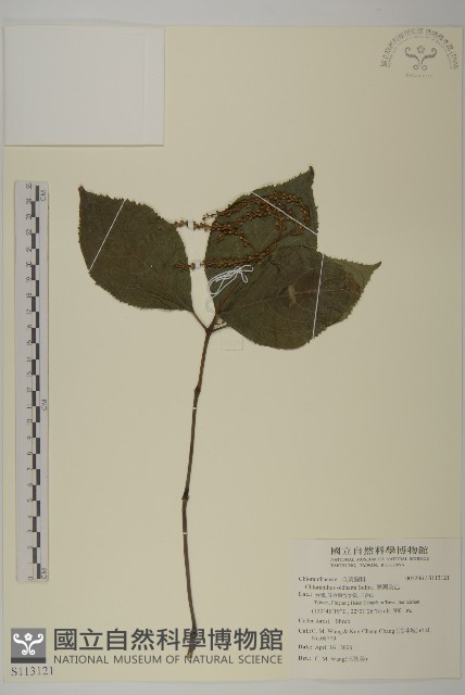臺灣及己藏品圖，第1張