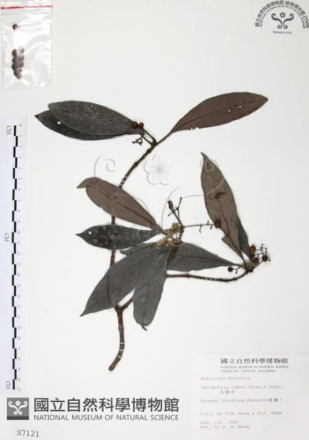 Wild Coffee Collection Image