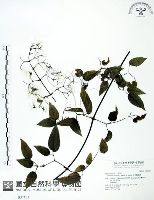 柱果鐵線蓮藏品圖，第1張